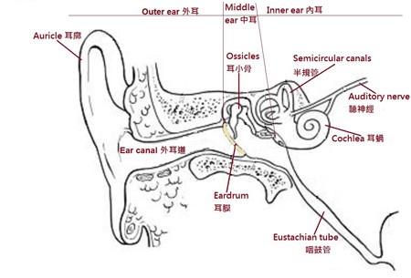 The structures of ear